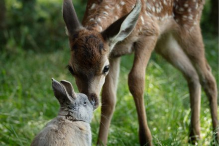 Bambi. Opowieść leśna