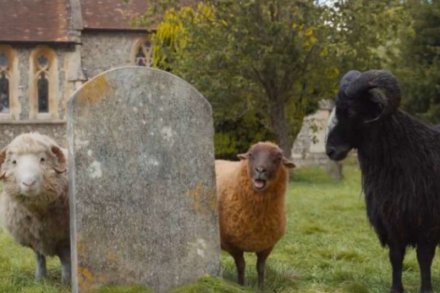 Sprawiedliwość owiec