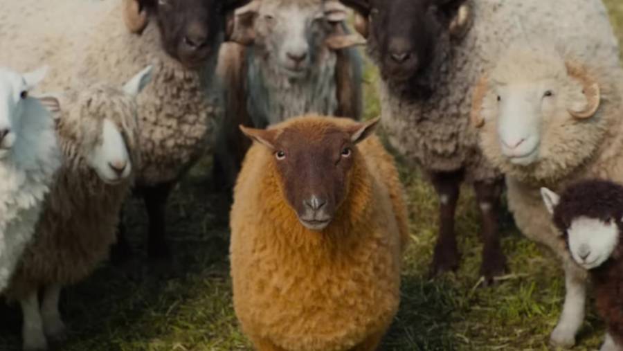 Sprawiedliwość owiec